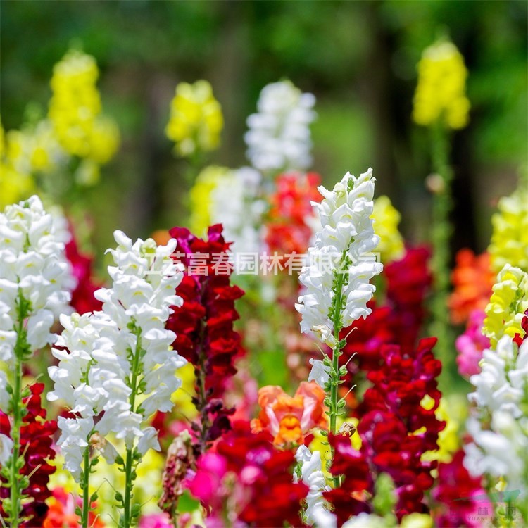 苗圃出售金鱼草庭园种植花卉花坛花境路边栽培观赏苗价格 供应 图片 江苏富春园林有限公司