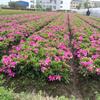 苗圃出售毛鹃 春鹃花坛花镜种植观赏花卉园林景区绿化造景苗