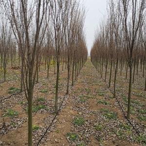 苗圃新优品种出售光叶榉 武藏野庭院别墅风景树行道树乡镇园林绿化工程苗木