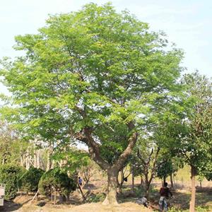 供应3~18公分朴树【朴树报价】【江苏绿化苗木苗圃基地】