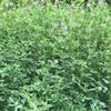 广西优质紫花苜蓿种子耐干旱耐寒四季多年生长绿肥高产牧草种子批发