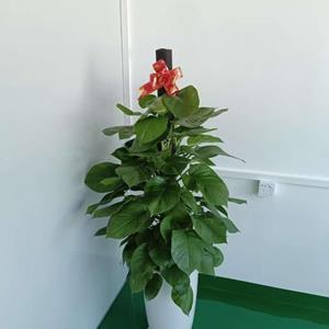 大型室内办公室植物大叶绿萝柱盆栽绿植吸甲醛客厅开业乔迁