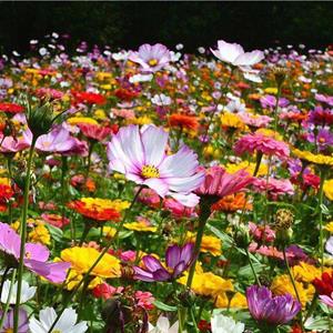 广西野花组合种子多年生矮杆花种四季播种花海花卉景观绿化花种