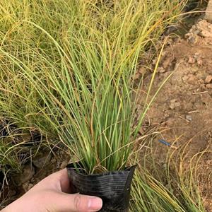 凤凰绿苔草基地直销  凤凰绿苔草种植基地