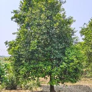 江西地区供应香橼、香泡13-16公分精品树