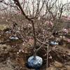 5年的桃树，5000棵，价格好商量，