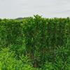 法国冬青珊瑚树绿篱篱笆墙围栏高档四季常青。