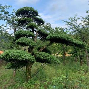 福建地区供应-大飘枝造型罗汉松