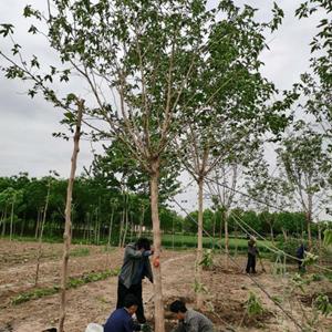 构树基地 国槐白蜡专供