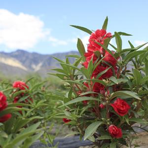 茶花凤仙种子