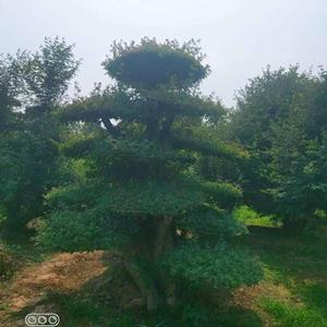 园林观赏植物对节白蜡树泰安 苗圃直供 庭院别墅绿化造型白蜡树