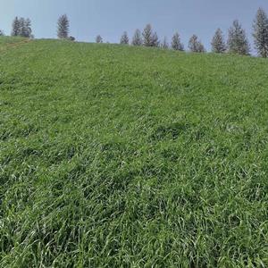 广西宽叶雀稗种子多年生护坡绿化宽叶草草籽承接边坡工程喷播植草