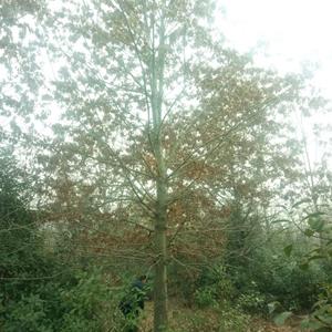 28公分北美红栎产地价格-30公分北美红栎基地批发