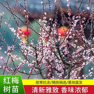 红梅园林绿化梅花梅花工程苗木别墅绿化树苗*发货品种规格多