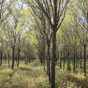 盖州市国槐园林苗圃经营部自主开发国槐苗木种植基地，主要品种有国槐、皂角