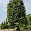 绿化苗木精品垂叶榕、垂榕12米高6米冠幅细叶榕