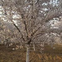 青岛樱花基地有早樱 晚樱批发日本早樱 日本晚樱批发