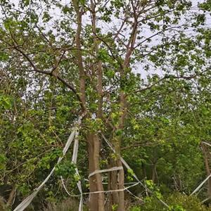 上海丛生乌桕种植基地/上海丛生乌桕报价