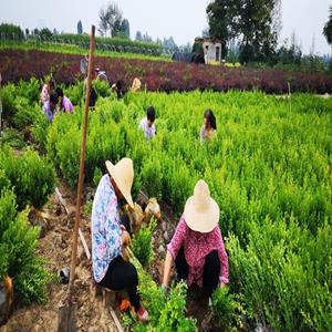 陕西周至小叶黄杨苗圃 高山豆瓣黄杨基地