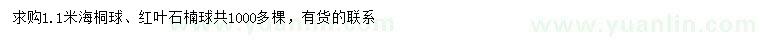 求购1.1米海桐球、红叶石楠球