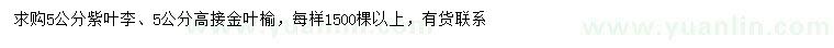 求购5公分紫叶李、5公分金叶榆