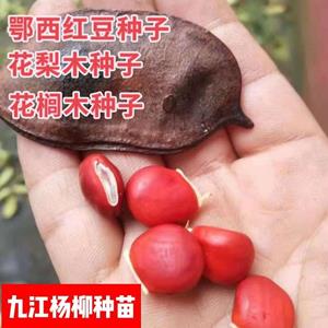 鄂西红豆种子 花梨木种子 红豆树种子 播种季节与播种技术