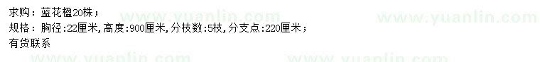 求购胸径22公分蓝花楹