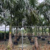 大小规格大王椰子基地
