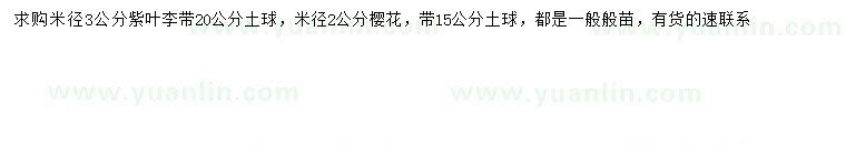 求购米径3公分紫叶李、米径2公分樱花