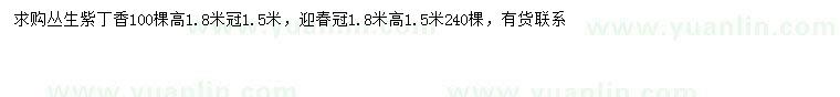 求购冠幅1.5米丛生紫丁香、冠幅1.8米迎春花