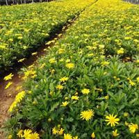 浙江萧山黄金菊大杯小杯苗圃直销-浙江萧山黄金菊大杯小杯苗量大从优闪发货