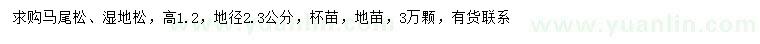 求购高1.2米马尾松、湿地松