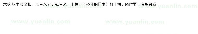 求购 冠幅3米丛生黄金槐、11公分日本红枫