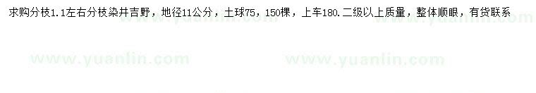 求购地径11公分染井吉野樱