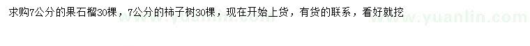 求购7公分果石榴、柿子树