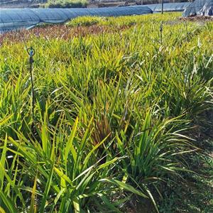 新西兰亚麻苗圃常年供应 规格*造景观赏绿化种植价格优