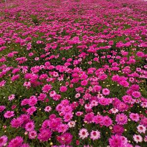 雏菊  成都雏菊苗圃批发 精品雏菊杯苗图片  花境植物雏菊