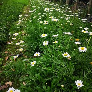 大花滨菊基地直销  大花滨菊加仑杯产地供应 精品双色杯大花滨菊