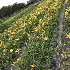 大花萱草基地供应  产地大花萱草批发地   精品花境植物萱草