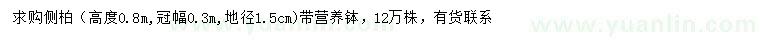 求购高0.8米侧柏