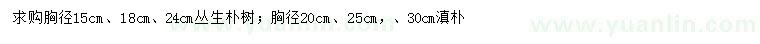 求购胸径15、18、24公分丛生朴树、胸径20、25、30公分滇朴