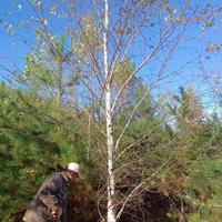 优质特价单棵白桦产地直销 北方树种白桦树批发 白桦现挖现发质量保证