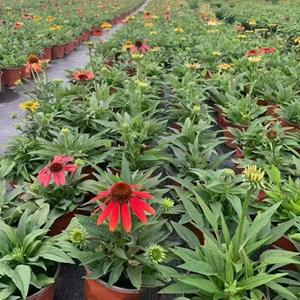 松果菊  成都松果菊基地  四川松果菊加仑杯现货批发  花境植物供应商