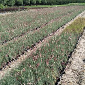 糖蜜草  四川地被草花供应商  成都糖蜜草基地  糖蜜草杯苗现货