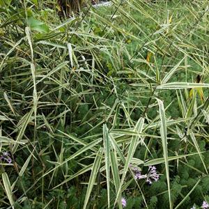 花叶芦苇  成都花叶芦苇基地  花叶芦苇杯苗现货批发  四川水生花卉供应商