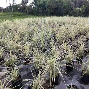 花叶芒  成都花叶芒基地  花叶芒加仑杯现货  四川水生观叶植物供应商