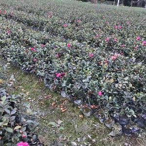 茶花苗  成都茶花基地直销  茶花价格  精品茶花杯苗屁大  四川灌木工程苗供应商