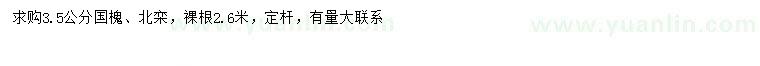 求购3.5公分国槐、北栾