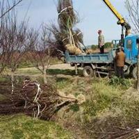 公路环境绿化中国红枫植物-浙江绍兴中国红枫精选供应商