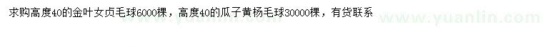 求购高40公分金叶女贞球、瓜子黄杨球